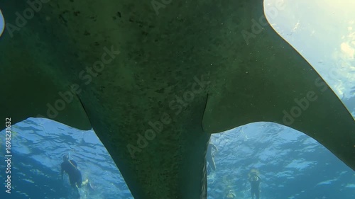 A giant fish swam next to the man and almost touched him.