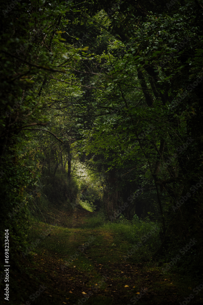 Obraz premium Mystical sunlit path through overgrown bushes forming a natural tunnel