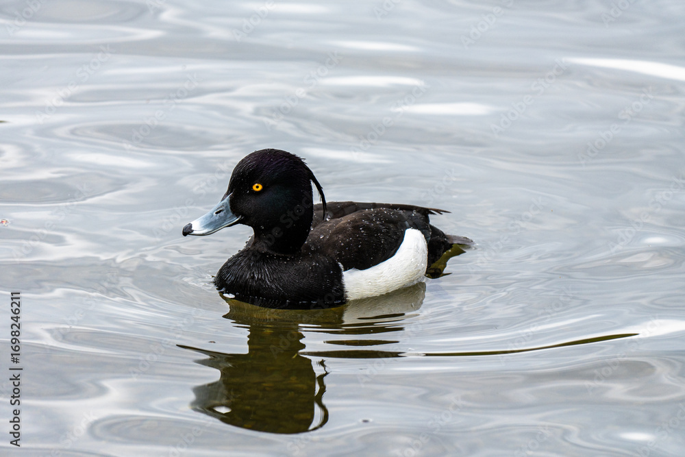 Fototapeta premium Tufted Duck (Aythya fuligula) swimming on a lake