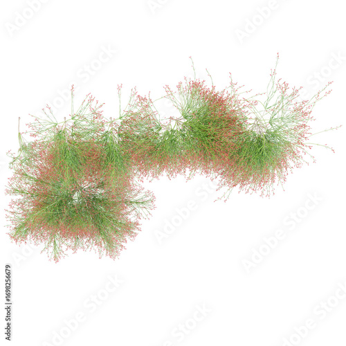 3D rendering of creeper plants on transparent background,top view