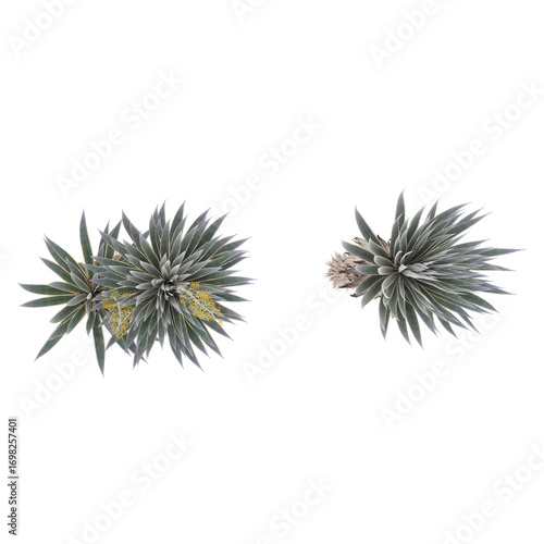 Green beautiful Agave angustifolia marginata plant isolated on Canvas from top view