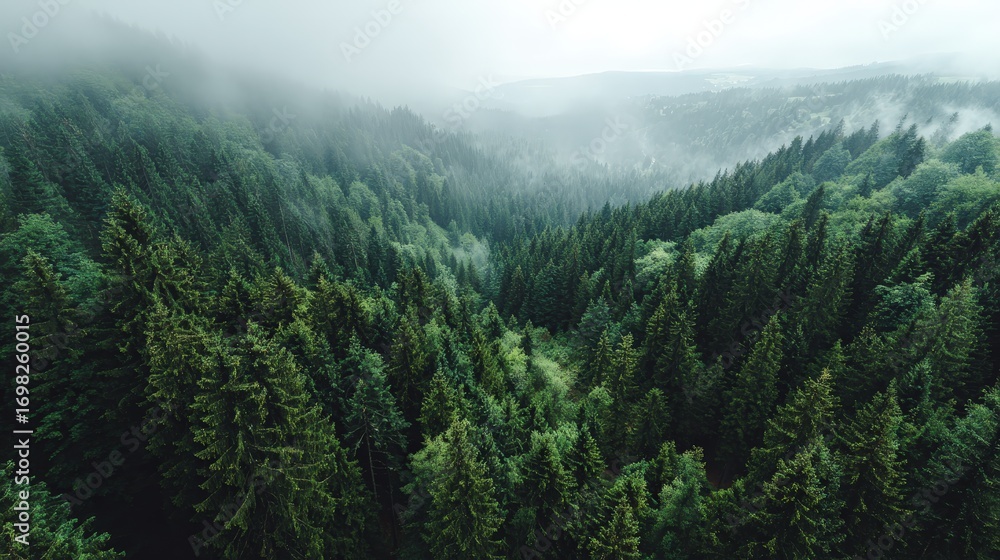 Aerial view of a dense, misty forest with vast green treetops and rolling hills in the background. Aerial view of a dense, misty forest with vast green treetops and rolling hills in the background.