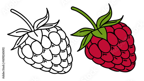 Vector illustration of raspberry fruit in two styles, black and white flat lineart outline and full color detailed version, organic healthy food, isolated on white background, botanical berry design.