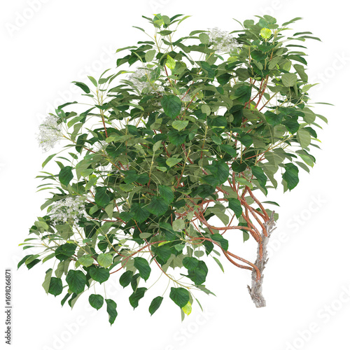 Εκτύπωση καμβά 3D illustration of Hydrangea Anomala creeper plants on transparent background