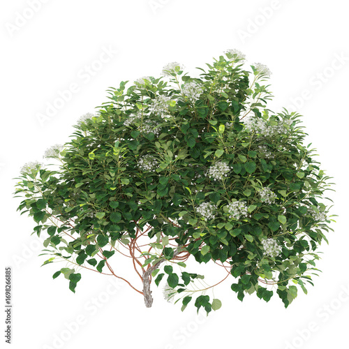 Fototapeta Naklejka Na Ścianę i Meble -  3D illustration of Hydrangea Anomala creeper on transparent canvas