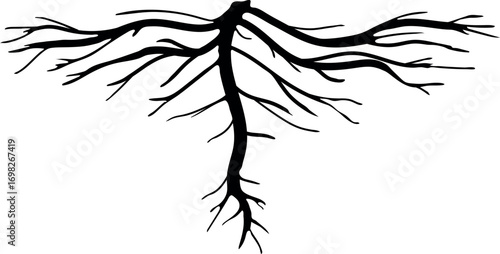 Black silhouette of root isolated on white background	