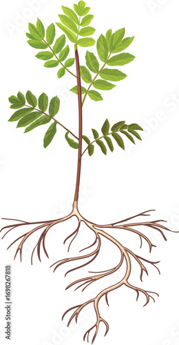Young rowan tree (Sorbus aucuparia) with root system  and green leaves crown isolated on white background	
