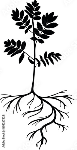 Black silhouette of young rowan tree (Sorbus aucuparia) with root system isolated on white background	
