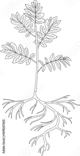 Coloring page with young rowan tree (Sorbus aucuparia) with root system isolated on white background	