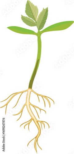 Green sprout of rowan tree (Sorbus aucuparia) with root system isolated on white background	
