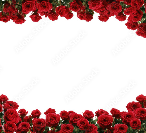 Red roses frame a black background