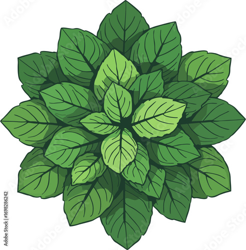 Bunch of Mint Leaves Top View Vector Illustration – Fresh Green Herbal Cluster