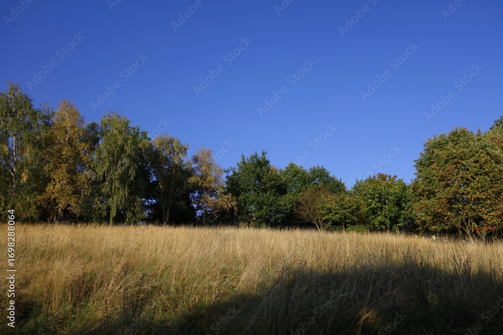 Obraz premium Empty plot in meadow, overgrown with grass.