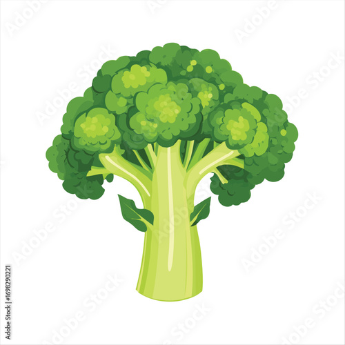 vector Fresh broccoli head illustration