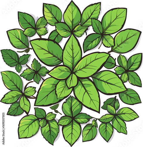 Mint Leaves Cluster Vector Illustration – Fresh Herbal Leaf Group Top View