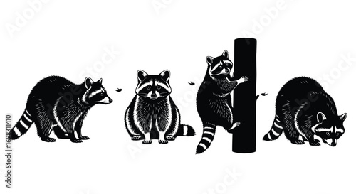 Four detailed black and white raccoons depicting various actions and poses vector