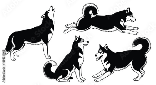 Dynamic siberian husky poses set artistic hand drawn black and white dog illustrations vector