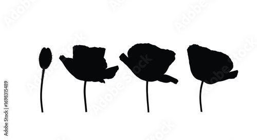 Silhouette of poppy flowers blooming stages isolated on white showing growth and life cycle vector
