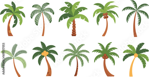 Palm tree collection, tropical coconut tree illustration, summer beach nature vector, exotic island plants, cartoon style jungle greenery design