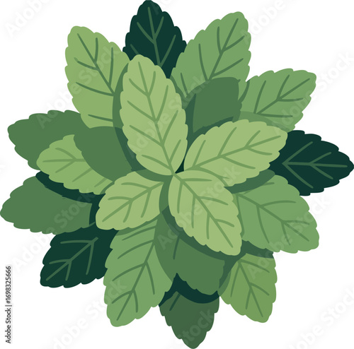 Flat Mint Leaves Cluster Vector Illustration – Fresh Green Herbal Leaf Minimalist