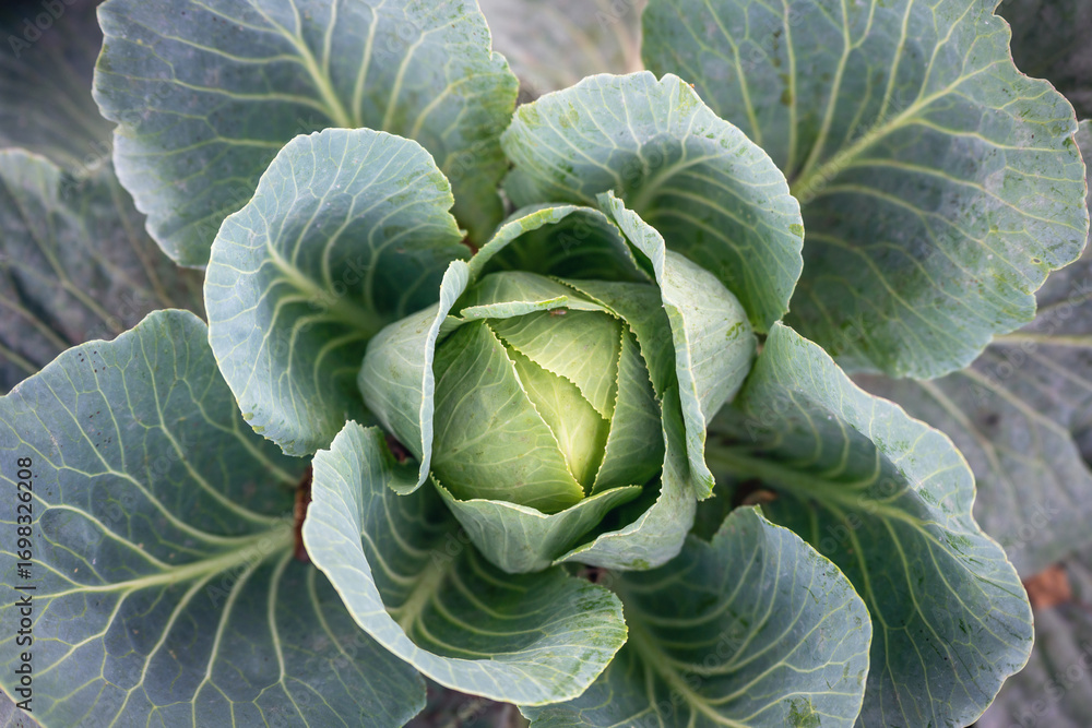 Obraz premium Young cabbage growing in an agricultural field