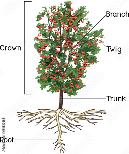 Rowan tree (Sorbus aucuparia) with root system isolated on white background. Educational material for biology lesson	