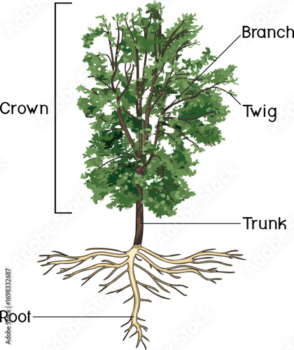 Parts of plant. Morphology of deciduous tree with crown and root with titles isolated on white background. Educational material for biology lesson	
