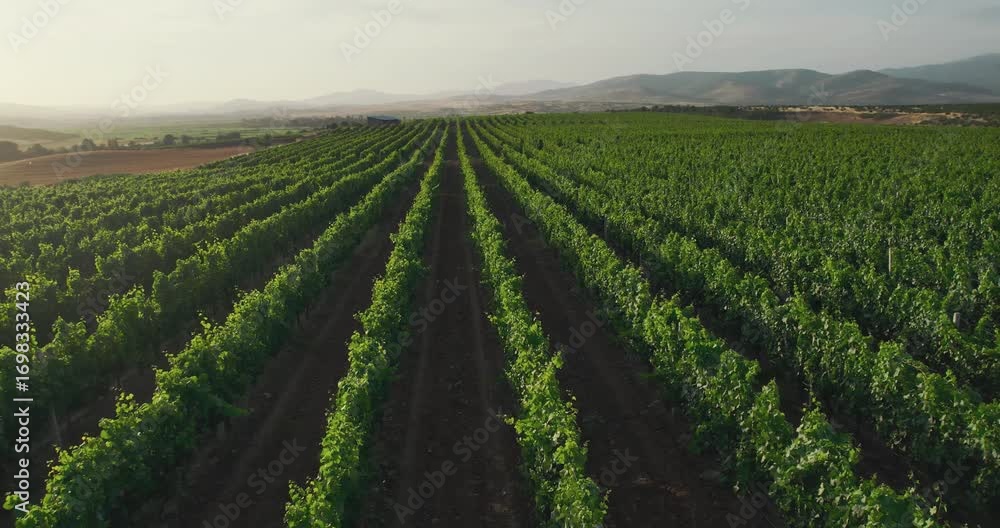 Aerial drone cine shot of sunny vineyard fields landscape at sunrise