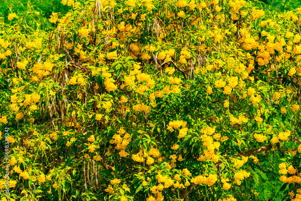 Obraz premium Bunch of beautiful yellow flowers on clear blue sky background