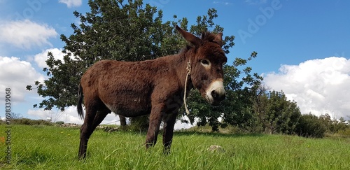 Donkey on meadow looking into camera in Cyprus