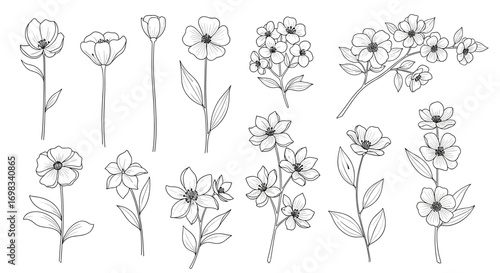 Beautiful hand drawn floral elements botanical illustrations for decorative design projects