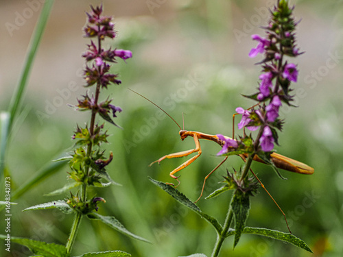 Praying Mantis (Mantis religiosa) on Purple Wildflowers – Detailed Macro Photography**