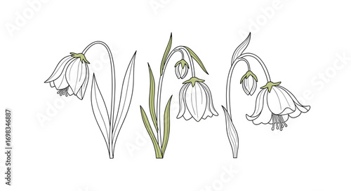 Elegant sketch of delicate bell shaped flowers with lush green stems and leaves