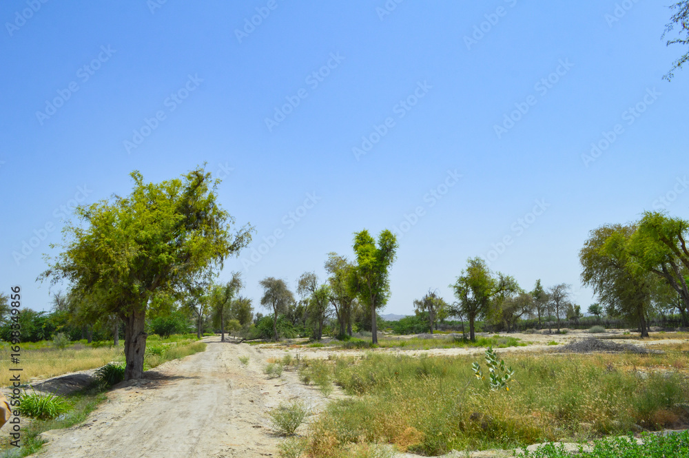 Obraz premium thorny acacia trees in farm outdoors landscape nature plants 