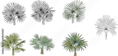 Palm tree vector set, tropical foliage, realistic, stylized, black line drawing, nature clipart, summer design elements, beach tree illustration