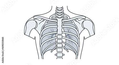 Human Respiratory System: Lungs and Rib Cage Anatomy Illustration.