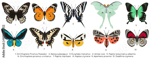 Vintage butterfly. Encyclopedia set. Classic engraving. Hand drawn filigree details. Decorative nature tropical insect, colorful moths. Retro scrapbook illustration. Vector graphic isolated objects