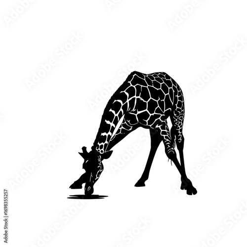 Giraffe silhouette drinking water isolated on white background