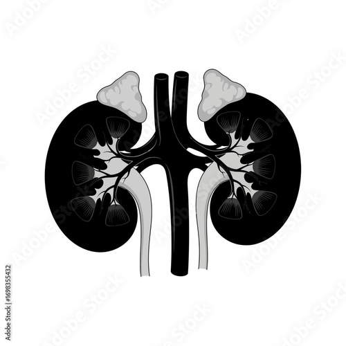 Human kidney anatomy silhouette isolated on white background