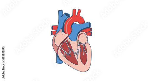 Colorful Anatomical Illustration of Human Heart Diagram.