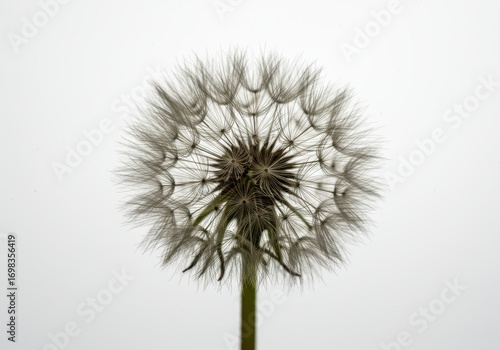 Wallpaper Mural Close-up of a dandelion seed head, showcasing intricate details and delicate textures against a plain backdrop. Torontodigital.ca