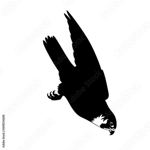 Peregrine falcon diving silhouette isolated on white background