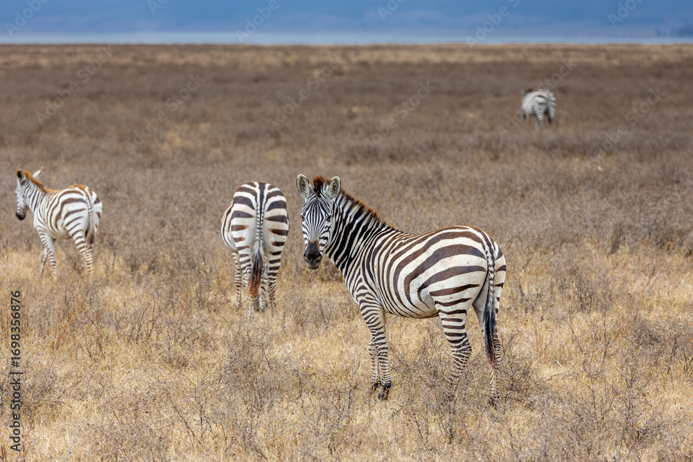Obraz premium Zebra in Africa savanna on dry grass at safari game drive. Wild nature in African national parks of Kenya and Tanzania. Mammals animals wildlife in African savanna bush Ngorongoro and Tarangire