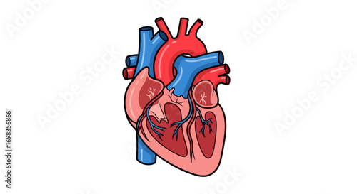 Anatomical Heart Illustration with Arteries and Veins Detailed Medical Diagram.