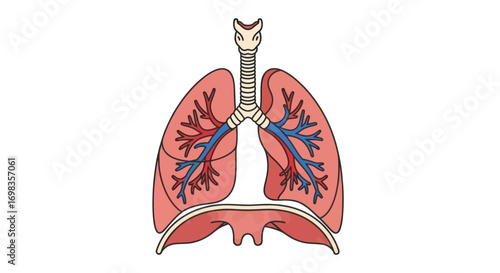 Human Respiratory System Illustration with Lungs Trachea Bronchi and Diaphragm.