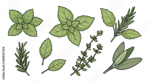 Collection of Culinary Herbs: Mint Rosemary Thyme Sage Basil.