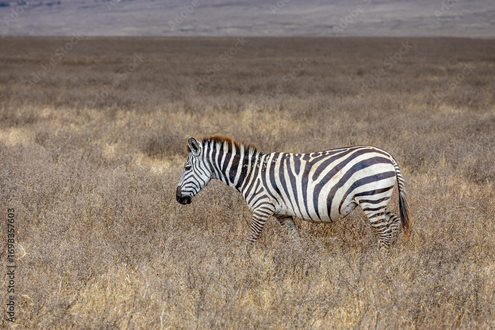 Obraz premium Zebra in Africa savanna on dry grass at safari game drive. Wild nature in African national parks of Kenya and Tanzania. Mammals animals wildlife in African savanna bush Ngorongoro and Tarangire