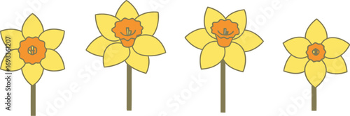Four bright yellow daffodil flowers on thin stems displayed in a row spring blooms vector