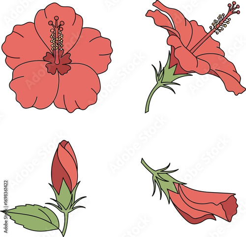 Four detailed coral pink hibiscus flower views isolated botanical study artwork vector