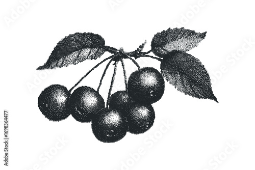 Cluster of ripe cherries with leaves on a transparent